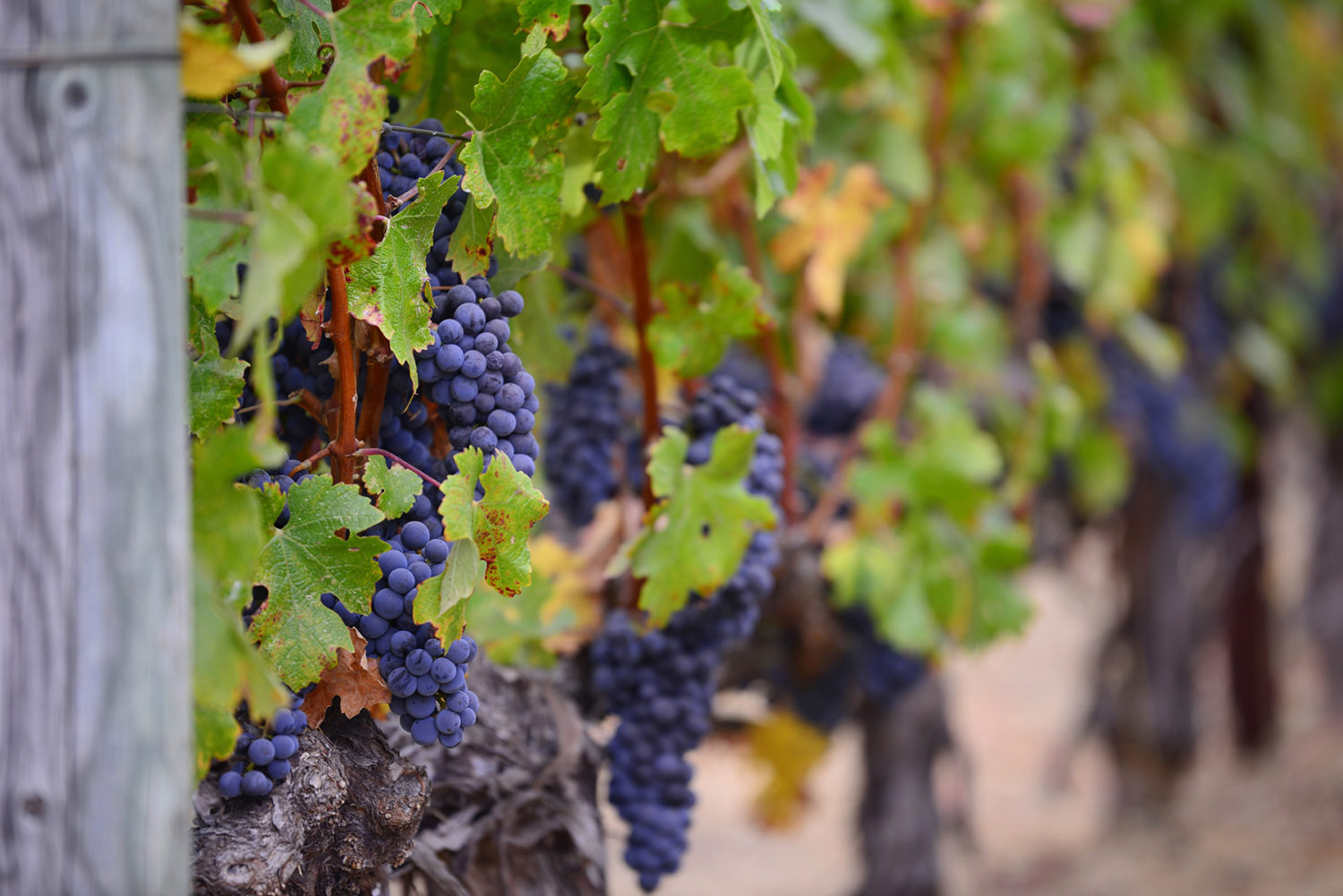 Kelowna Valley Insurance Vineyard Insurance Kelowna Valley Insurance